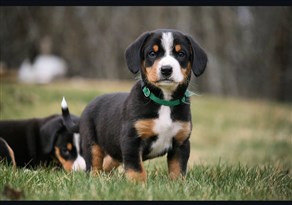 Charlie 7 weeks